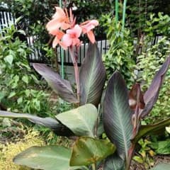 カンナ 銅葉 サーモンピンクの花 苗　Aのサムネイル