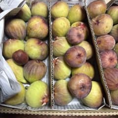 イチヂク（蓬莱柿）　配送エリア限定　翌日の午前中お受け取り可能な方のサムネイル