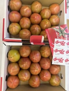 高糖度アメーラトマト 5ケース 青めまとめ売り！ 高糖度アメーラトマト 5ケース 青めまとめ売り！ - メルカリ
