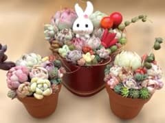 ❤️そのまま飾れる寄せ植え❤️うさちゃん3点セット - メルカリ