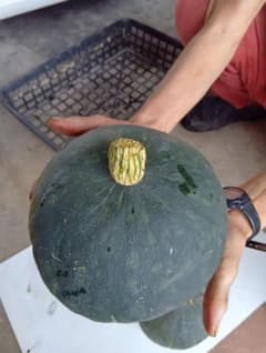 自家栽培 収穫野菜セット かぼちゃ3個4.5キロのサムネイル