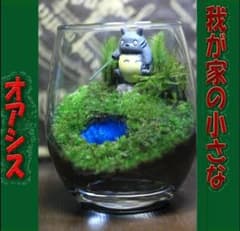 苔テラリウム コケリウム ハイゴケ コウヤノマンネングサ 心癒す我が家