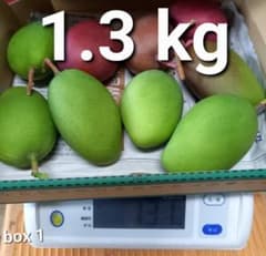 マンゴー+摘果/1.3 kg including box/コンビニ/ATM ❌️ - メルカリ