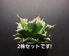 2株セット アガベ 狂刺夕映