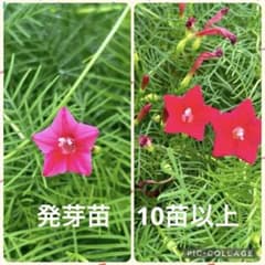 ルコウソウ　赤花　ピンク花　苗　10株以上のサムネイル