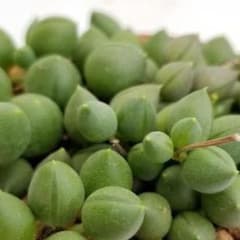お庭整理中！多肉植物  ピーチネックレス  5カットのサムネイル