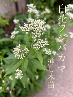 白花フジバカマ 挿し木苗　3芽のサムネイル