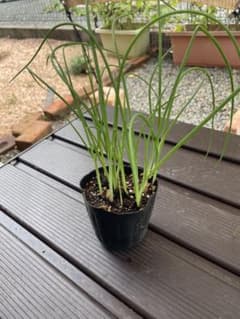 あさつき 球根のサムネイル