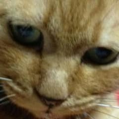 専用ページのサムネイル