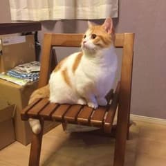 けけけさん専用のサムネイル