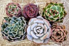 3 多肉植物カット苗詰め合わせのサムネイル