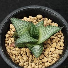 ハオルチア　tessellata　IB40818　Loeriesfoteinのサムネイル