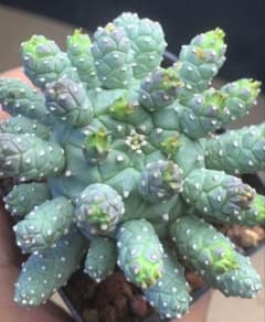 あ*し様 Z474塊根植物 タコモノ ユーフォルビア ラミグランス 実生株