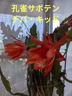 p*い様 ⭐️限定品‼️超レア‼️希少品種‼️孔雀サボテン、チバ・キッド、カットのサムネイル
