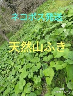 天然山ふき　フキ　蕗　自然栽培のサムネイル