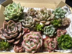 多肉植物 カット苗セット【美品】 多肉弁当のサムネイル