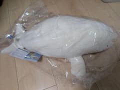 鳥羽水族館　70周年記念　ジュゴン　セレナ　ぬいぐるみ Amazon.co.jp: 鳥羽水族館70周年記念ジュゴン セレナ ぬいぐるみ