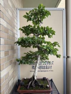 イワシデ シデ 盆栽のサムネイル