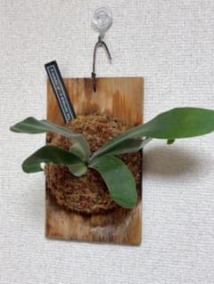 ビカクシダ P.Veitchii 'か',P.Angel gabrielのサムネイル