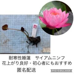 내한성 수련 [시암 님프] 뽑아 모종 무료 배송 익명 배송