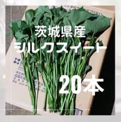 茨城県産 さつまいも苗 シルクスイート 10本 予備苗2本です。 さつまいも シルクスイート 苗 20本 茨城県産サツマイモ - メルカリ