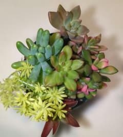 Thumbnail of 多肉寄せ植え7.5cmポット