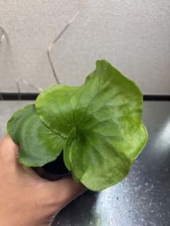 ビカクシダ Platycerium コロナリウム 38 胞子培養のサムネイル