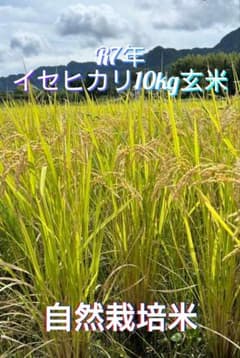 令和7年 自然栽培米 イセヒカリ 10kg 玄米 令和7年 自然栽培米 イセヒカリ 10kg 玄米 - メルカリ