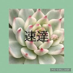 速達料金のサムネイル