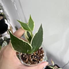 Hoya polyneura albomarginata ホヤ ポリネウラ 外斑 - メルカリ