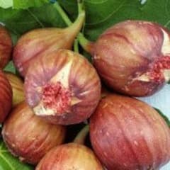 いめ様、専用農家の畑の木なり無花果☆無農薬　チルド発送品のサムネイル