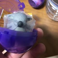 動物サウナ　コアラのサムネイル