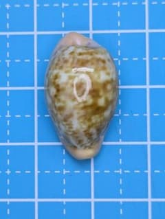 貝殻標本、タカラガイー 99 - メルカリ