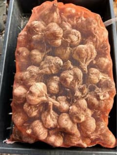 青森県産　にんにくのサムネイル