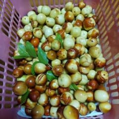 田舎のおばあちゃんの畑の生ナツメ　箱込みで1キロのサムネイル