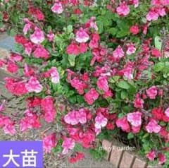 K チェリーセージ 大苗 多花性 花付き ピンク ツートンカラー - メルカリ