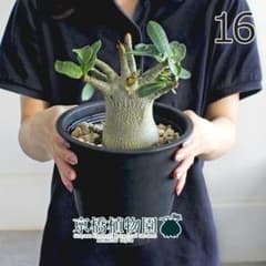 【現品】アデニウム・アラビカム（アラビクム）　5号　黒鉢（1） 現品】アデニウム・アラビカム（アラビクム） 5号 黒鉢（16） - メルカリ