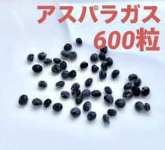 アスパラガス　種　600粒　青森県産　無農薬春蒔きのサムネイル