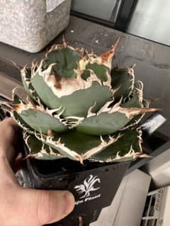 アガベ オテロイ 親株出品のサムネイル