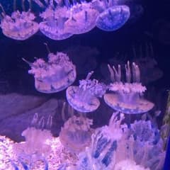 きのこ様専用☆ グラグラアルバムのサムネイル