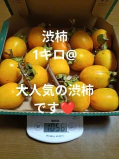 毎年大人気です！渋柿1キロ　農家直送 10月20日収穫のサムネイル