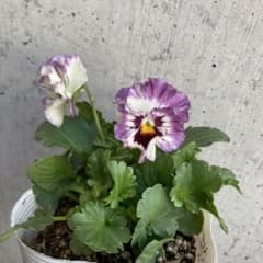 ビオラ 平塚弘子作品集 3.5寸ポット苗 メルカリ便 - メルカリ