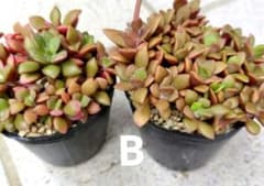 B多肉植物　桜吹雪　2ポットのサムネイル