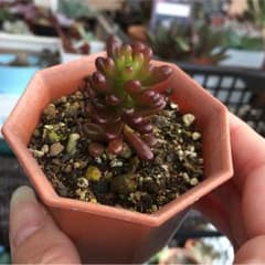 レッドベリーのサムネイル