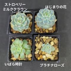 ミックスベリア おらいさん苗 4コセット dのサムネイル