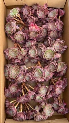 CT1542 蓮花 24株 抜き苗 多肉植物 エケベリア 韓国苗 - メルカリ