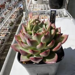 ジ*ジ様 多肉植物　ミックスベリア　クリスマスキャロル　おらいさん　抜き苗　大きのサムネイル
