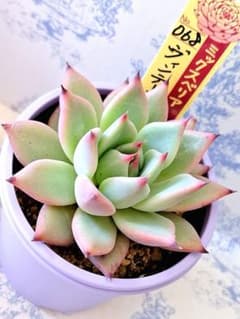 ヴィンテージレター札付きポットごとメルカリ便おらいさん苗ミックス