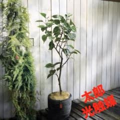 光触媒 人工観葉植物 ウォールグリーン フェイクグリーン インド 
