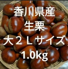 香川県産　生栗 大２Ｌ 1.0kgのサムネイル